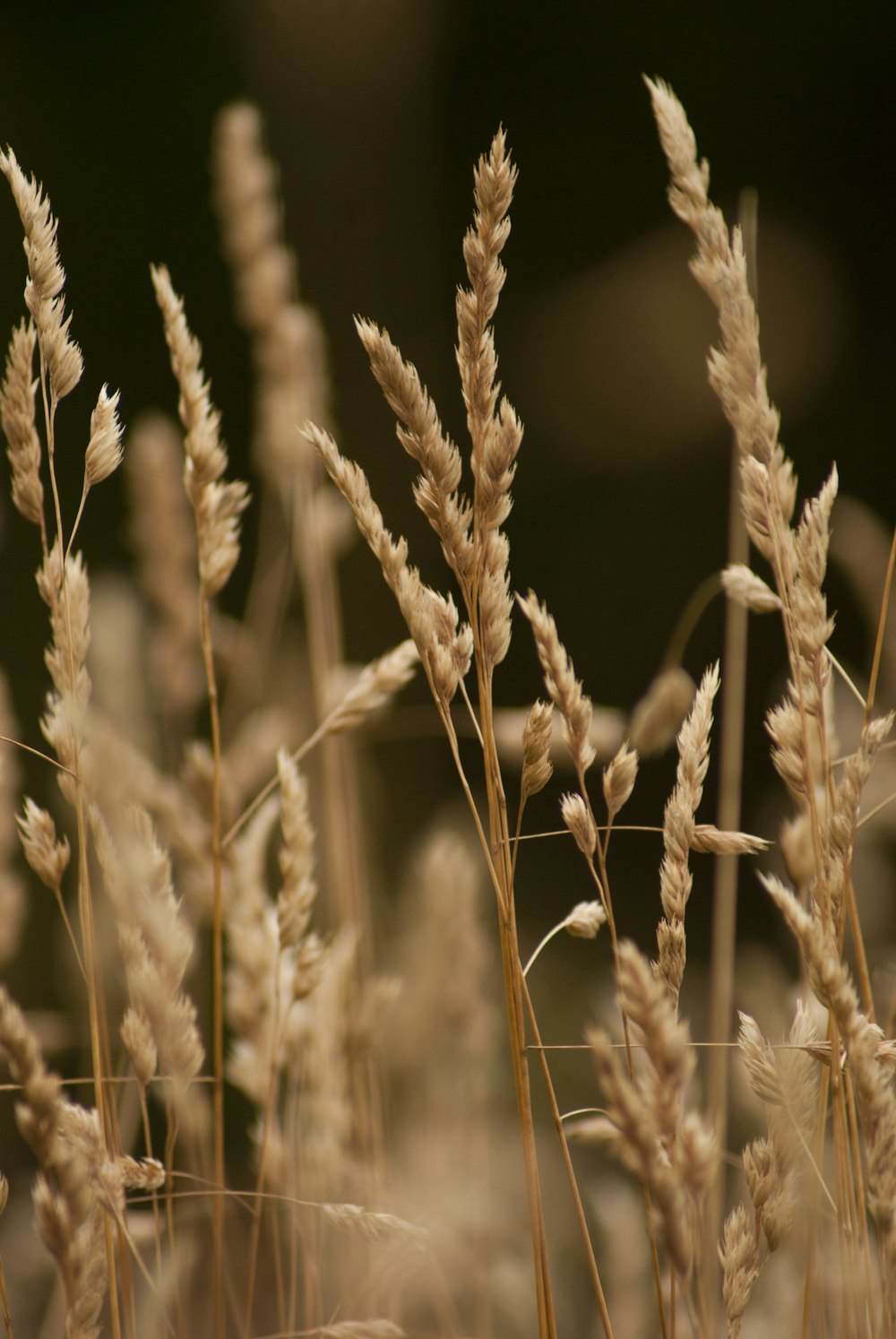 a close up of wheat