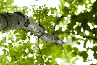 A close-up of a tree trunk with sap dripping from a tap, surrounded by lush green leaves.