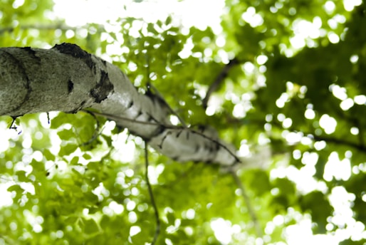 A close-up of a tree trunk with sap dripping from a tap, surrounded by lush green leaves.