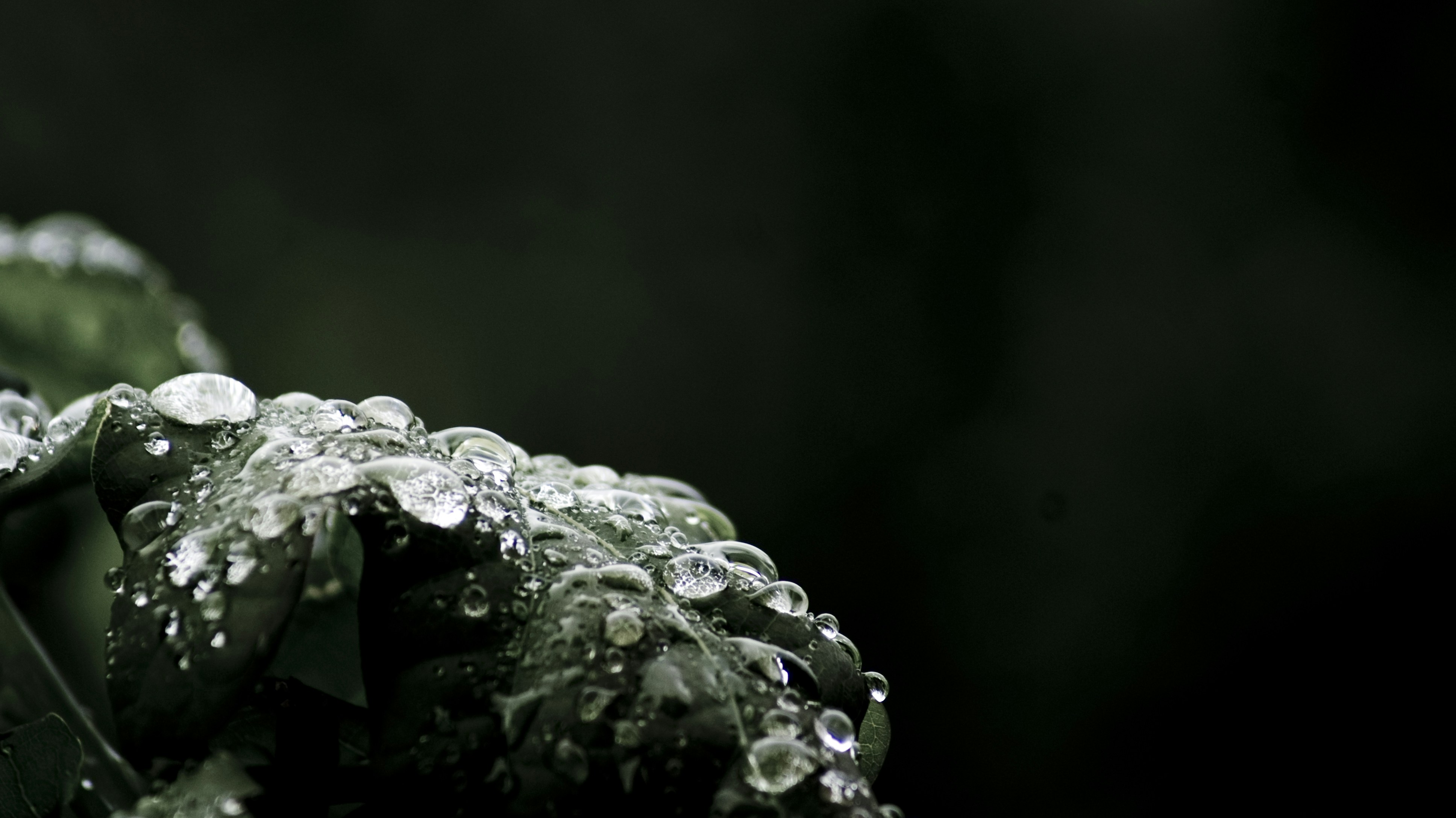 a close-up of some water droplets