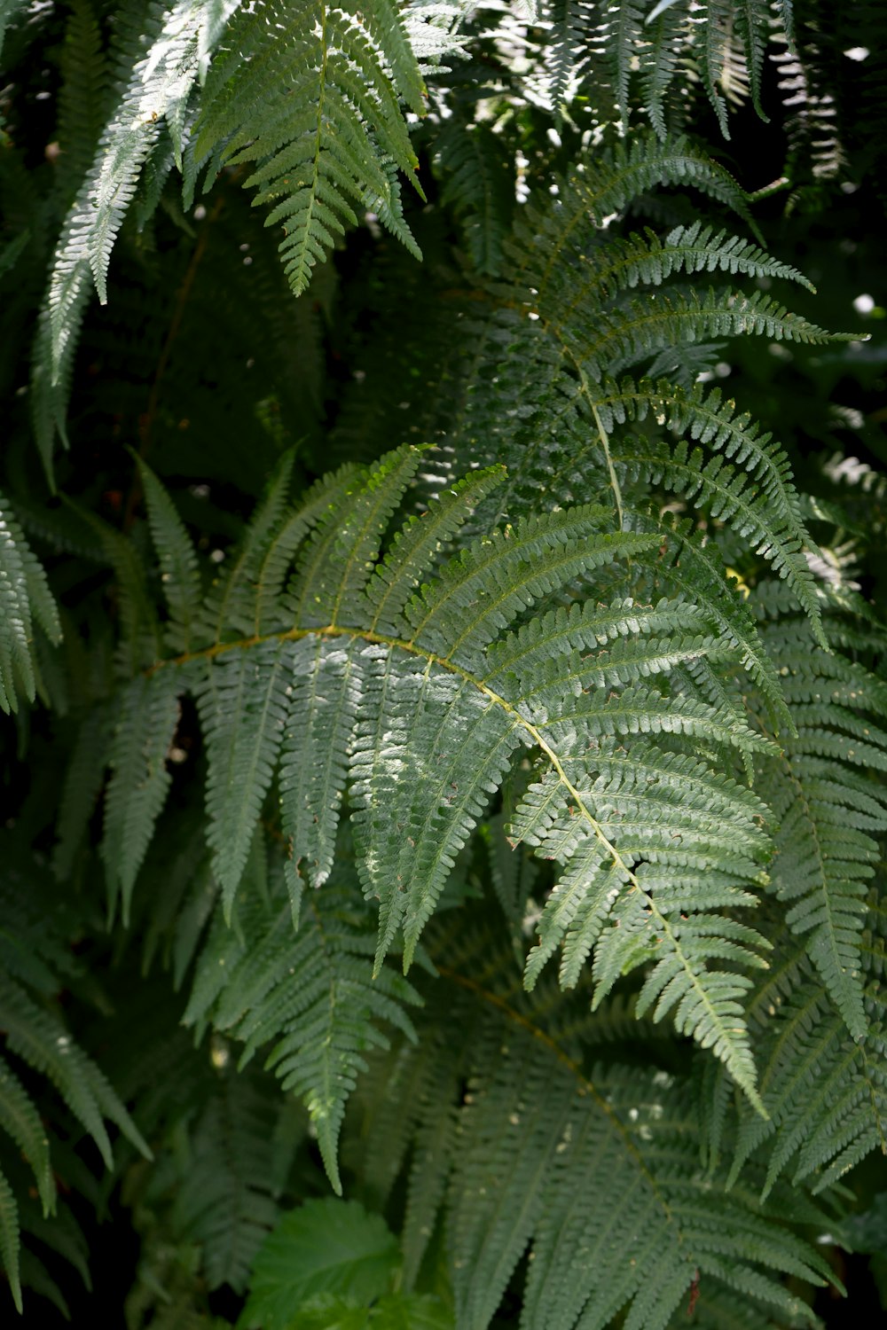 a close-up of a plant