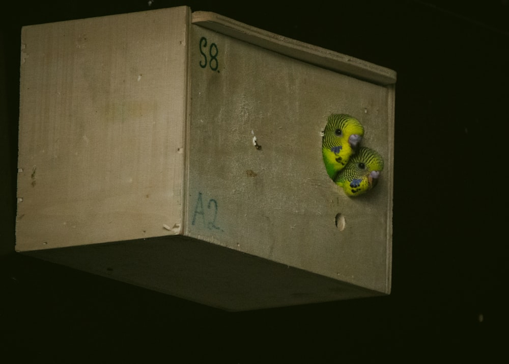 a small green bird in a box