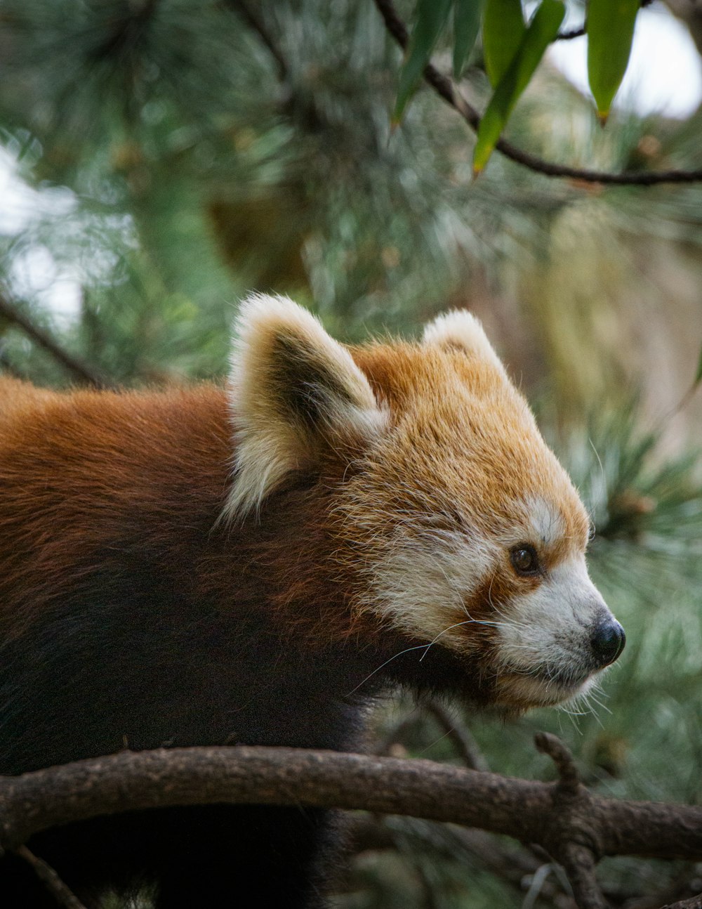 a red panda in a tree