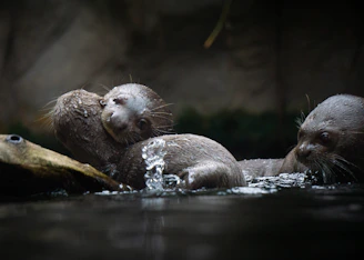 A family of playful otters splashing in a stream close to the lodge.