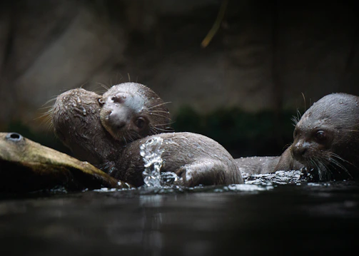 A family of playful otters splashing in a stream close to the lodge.
