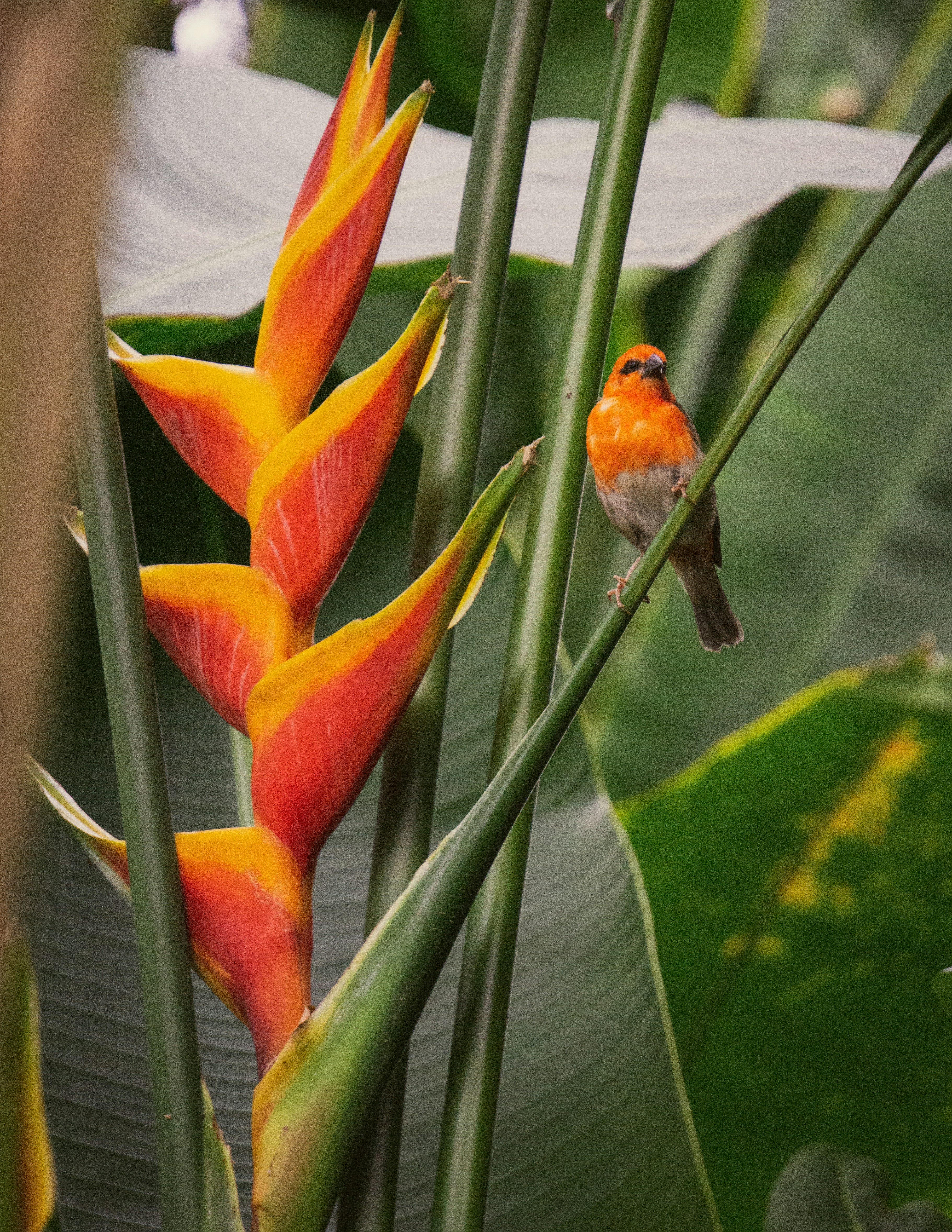 Exotic Caribbean bird perched on tropical flower in rainforest