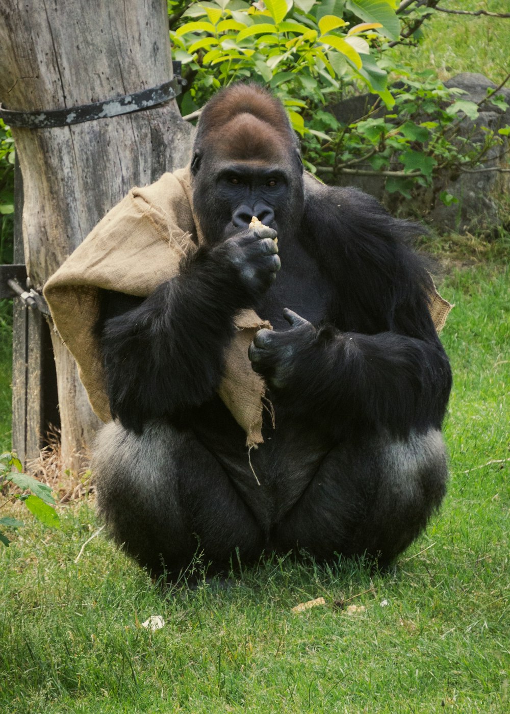 Ein Affe, der ein Affenbaby hält