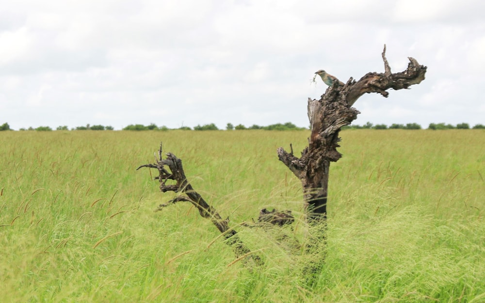 a tree stump in a field