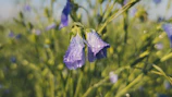 Close-up of dew-covered lavender blossoms glowing in morning light.