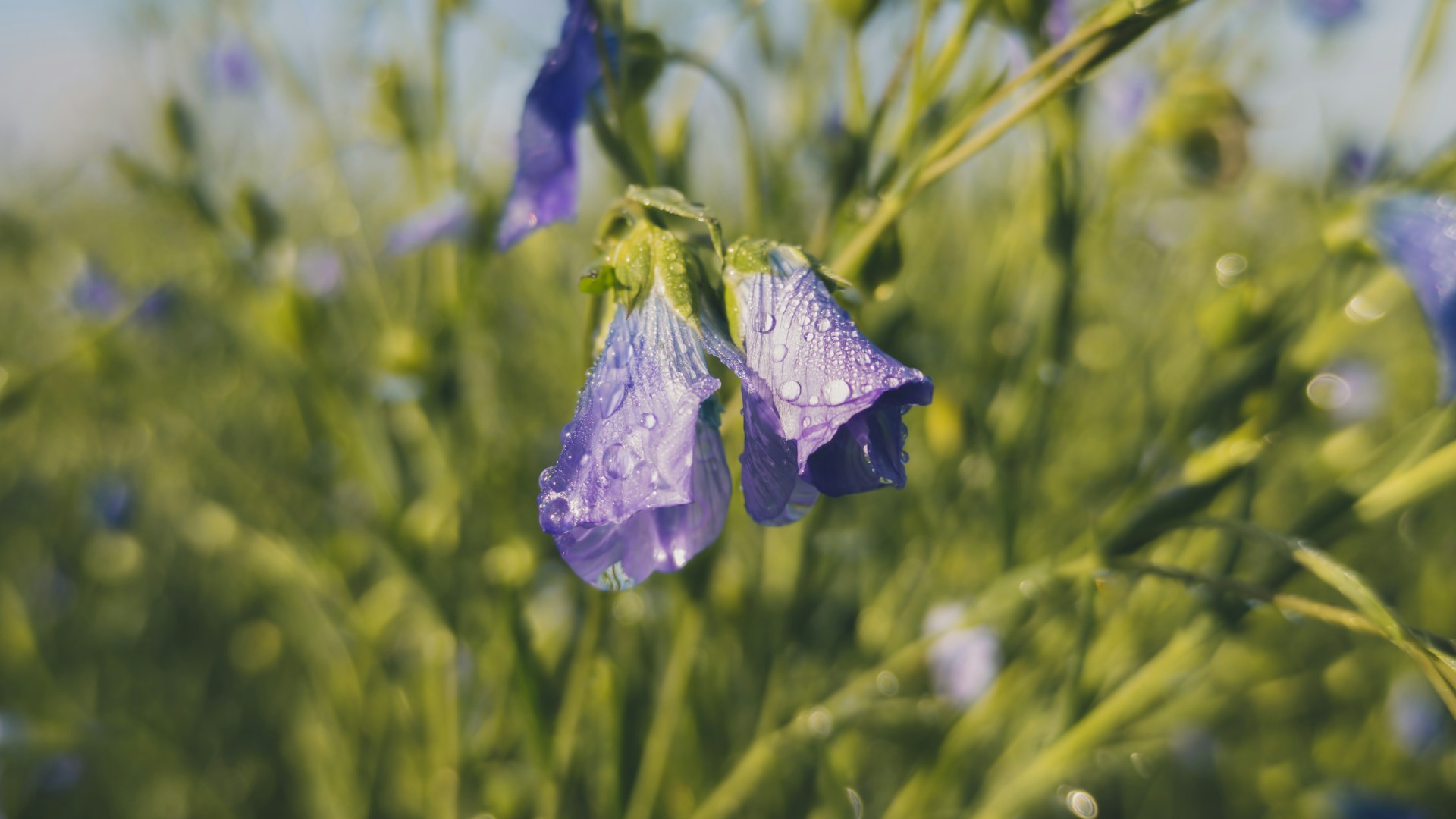 A close-up of dew-covered wildflowers in a sunlit meadow, highlighting delicate textures.