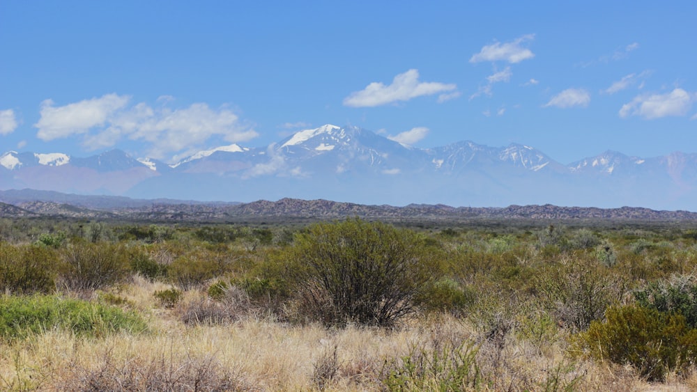 a field with bushes and mountains in the background