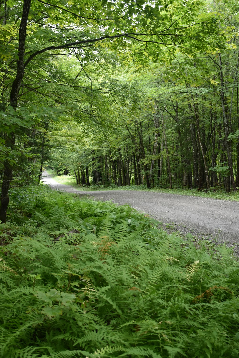 uma estrada na floresta
