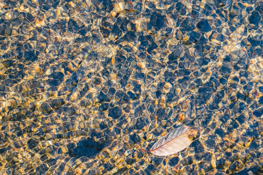 a close up of a fish