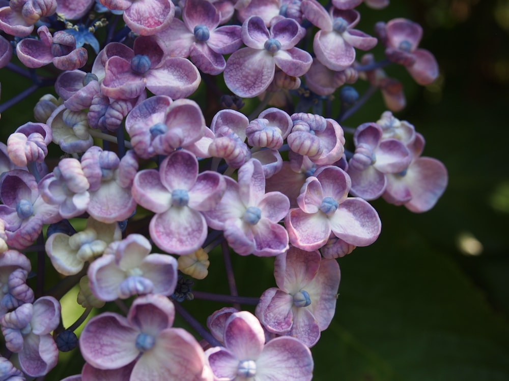 a group of purple flowers