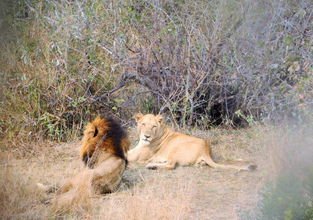 a couple of lions lying down