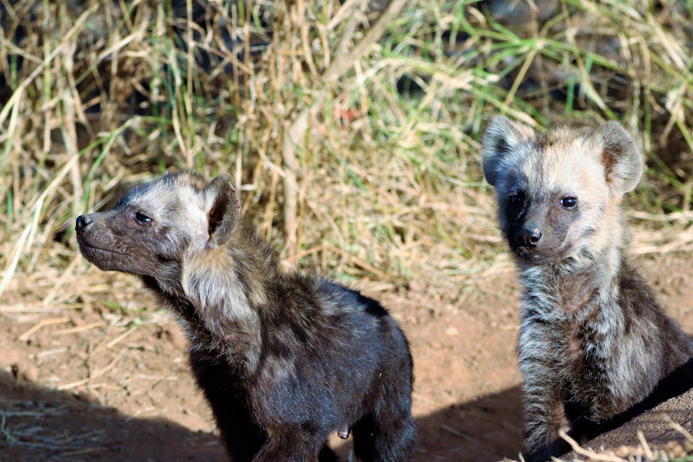 a couple of raccoons