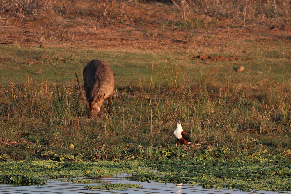 a bird and a cow in a meadow