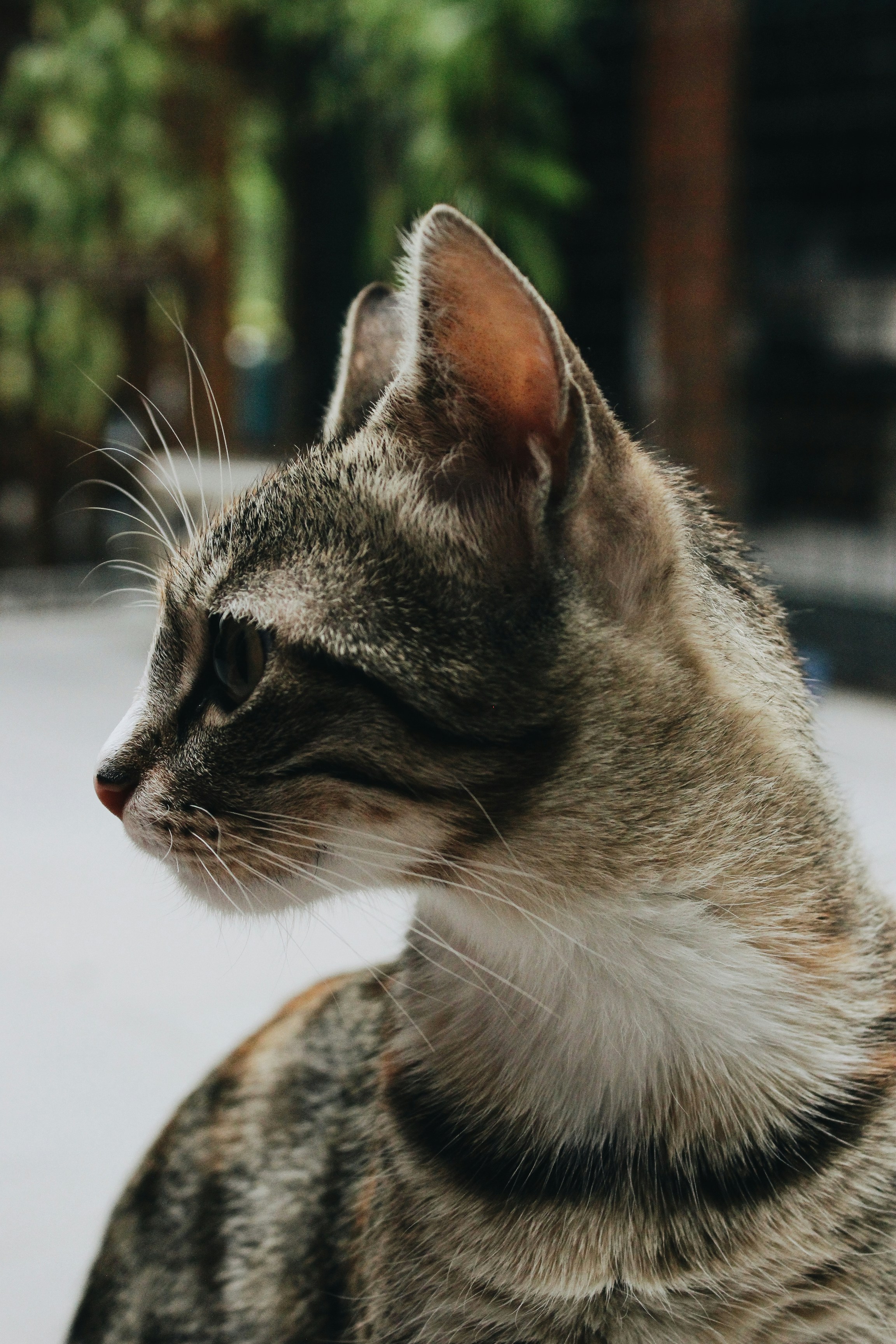 Photo by haletat