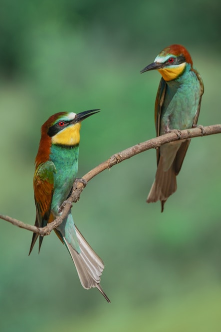 Bee eaters pair for life