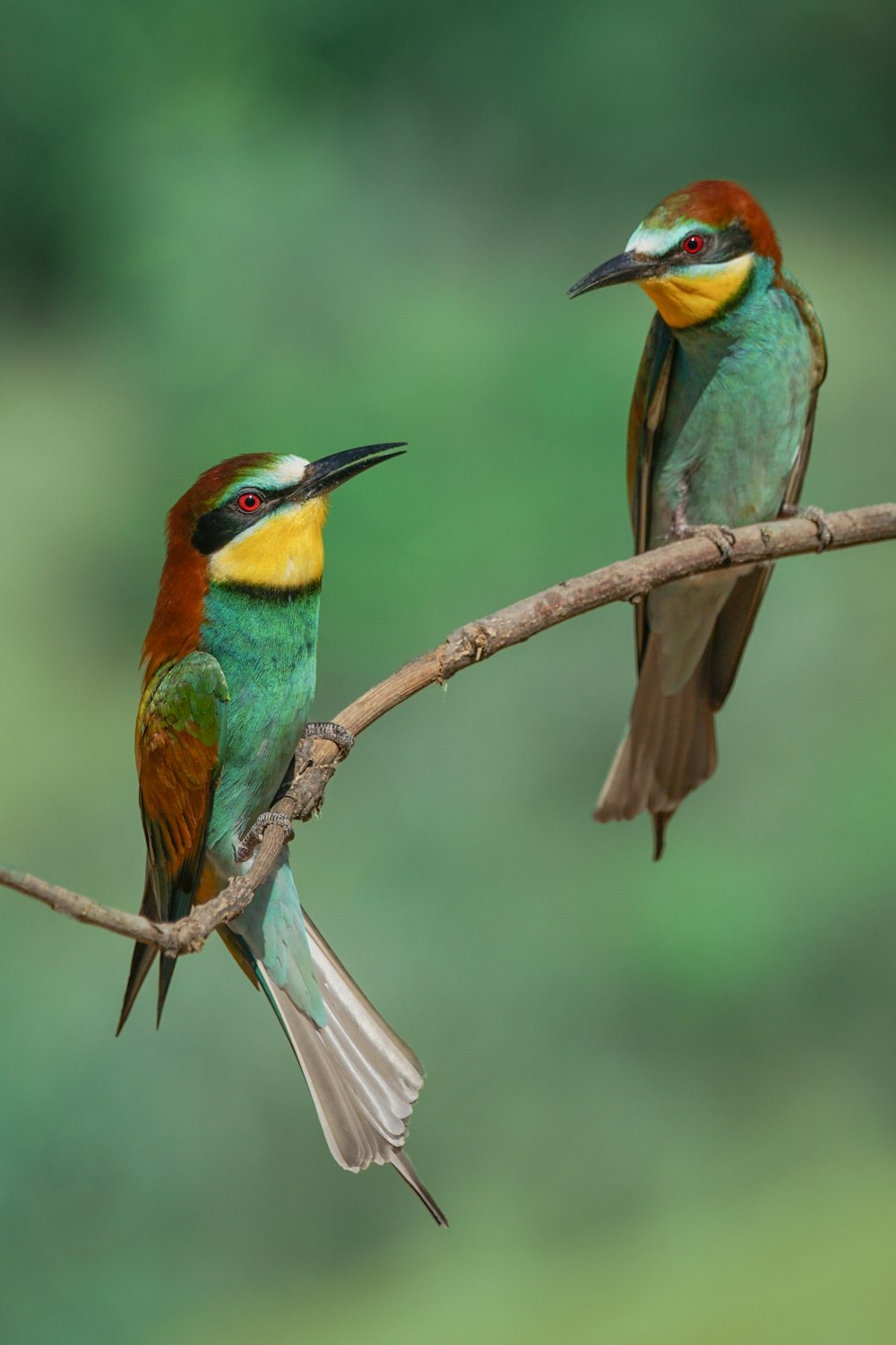 a couple of birds on a branch
