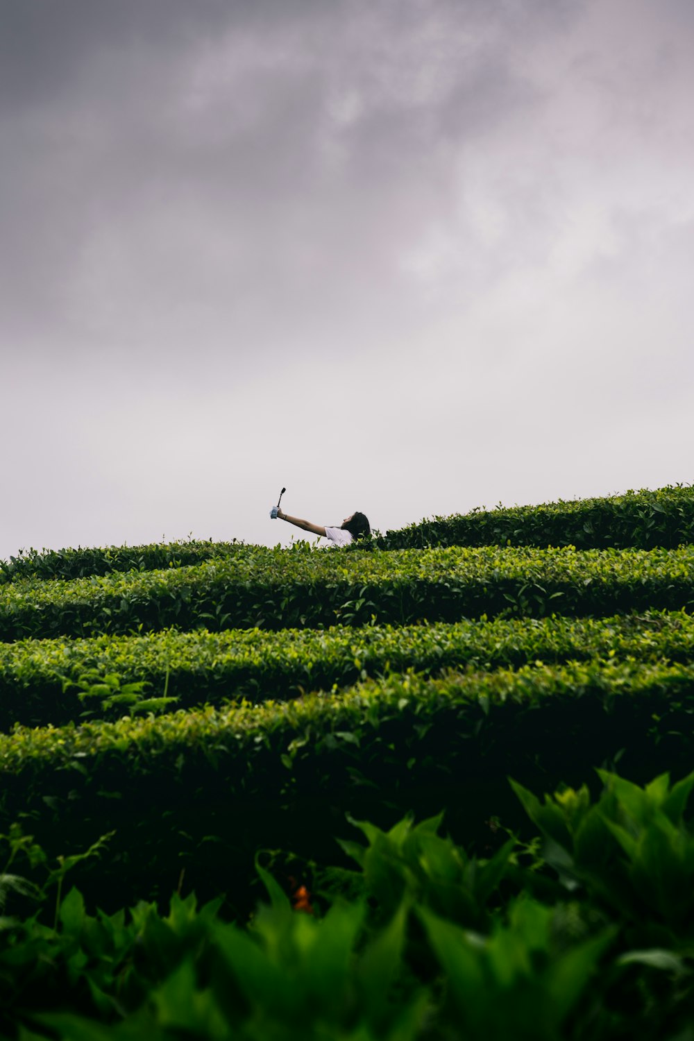 a bird standing on a plantation