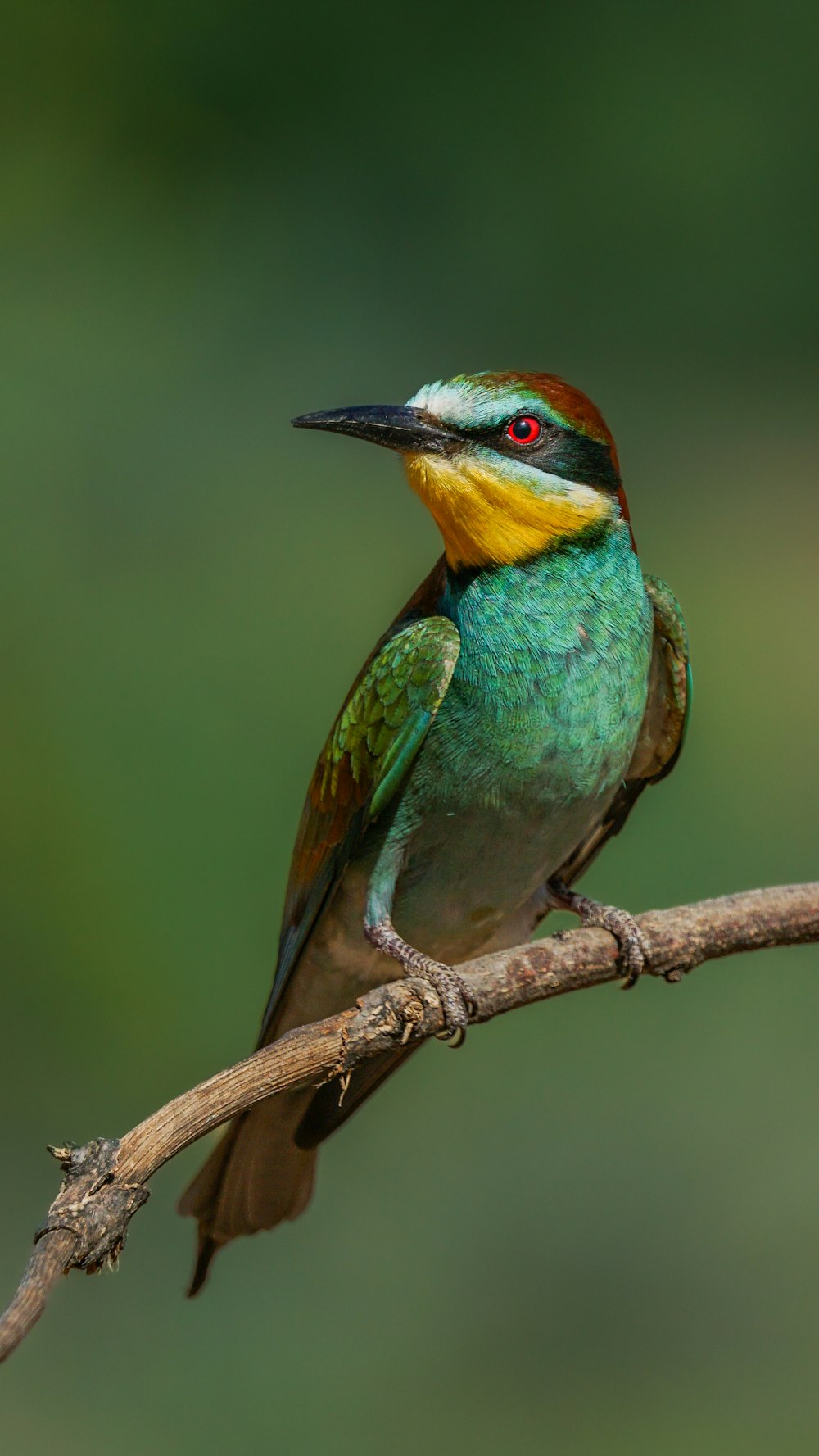 a bird on a branch