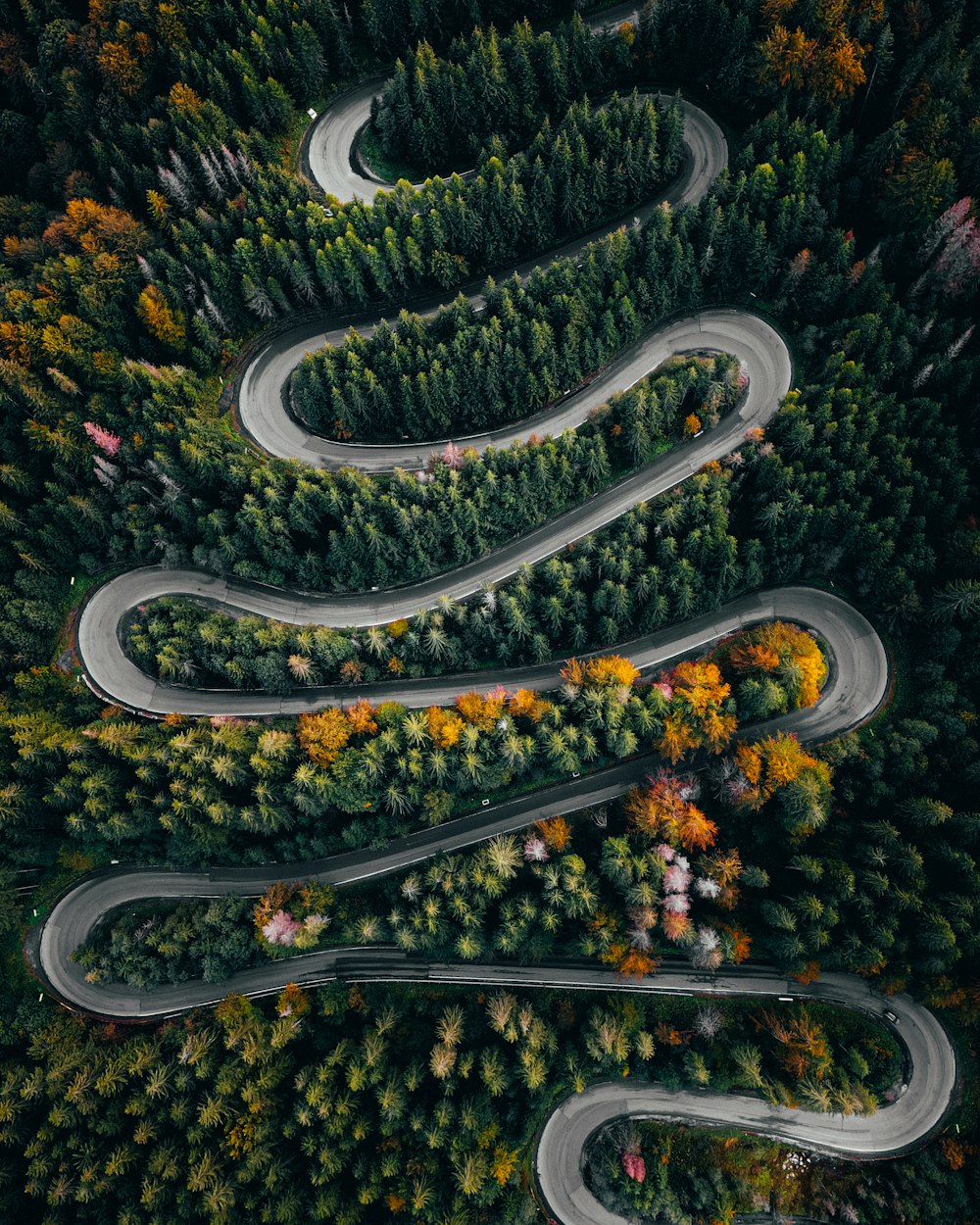 a park with a winding road