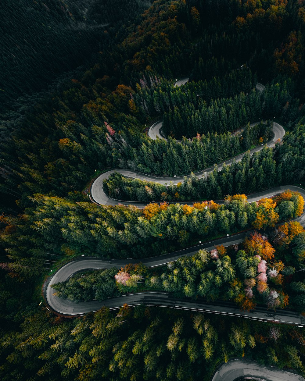 a road with trees and bushes around it