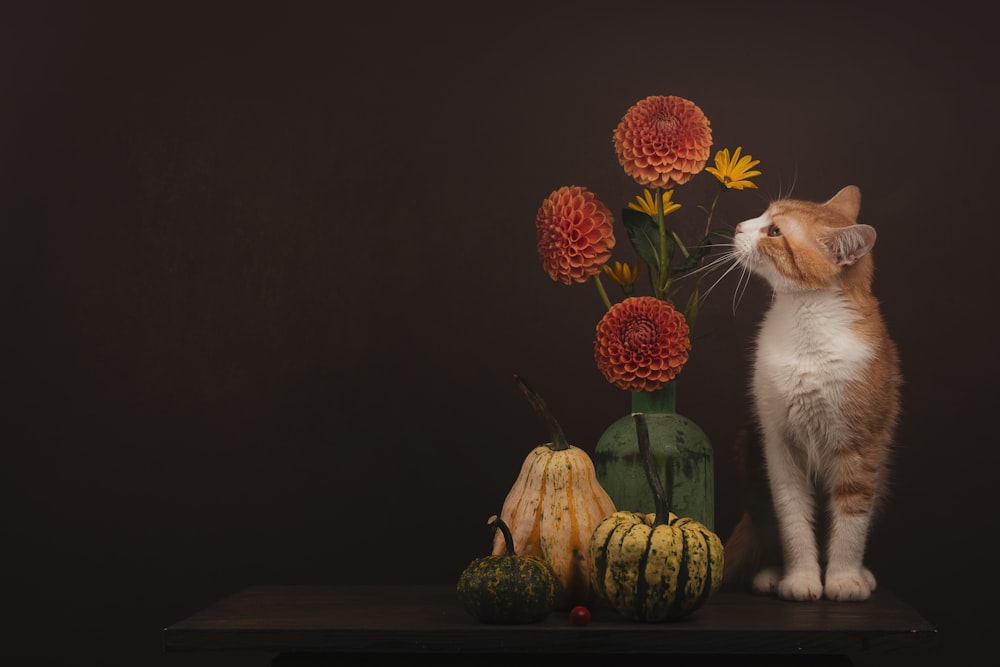 a cat sitting next to a table with fruit and vegetables