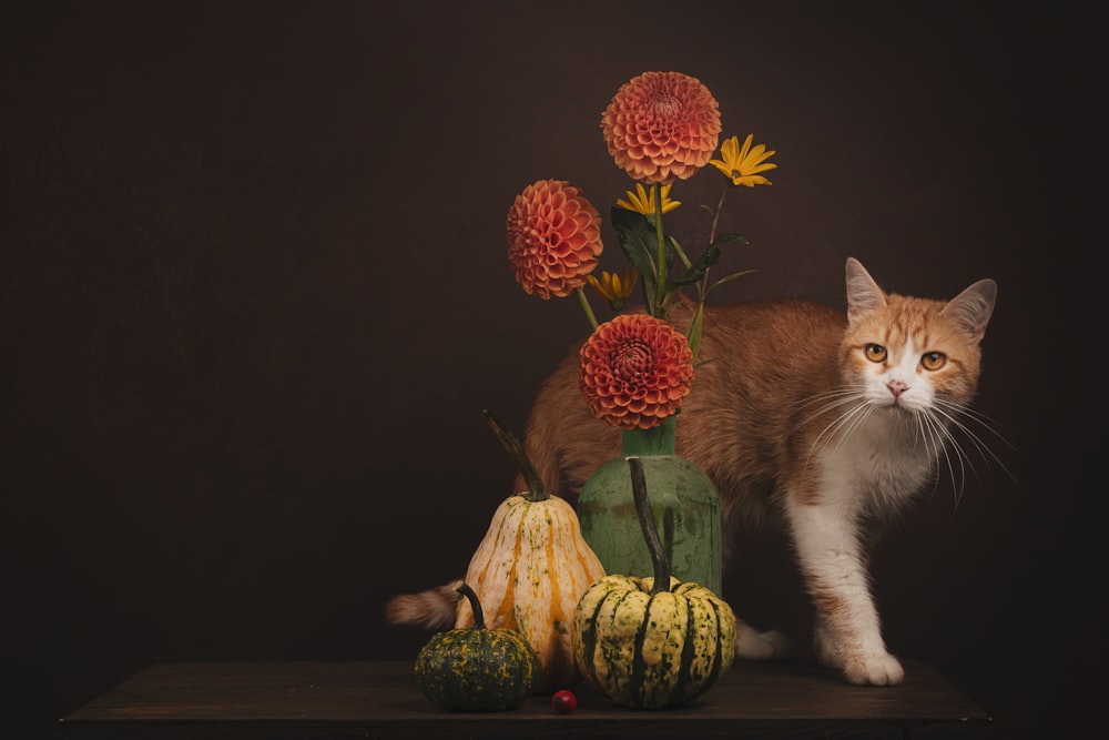a cat sitting next to a table with fruit and flowers