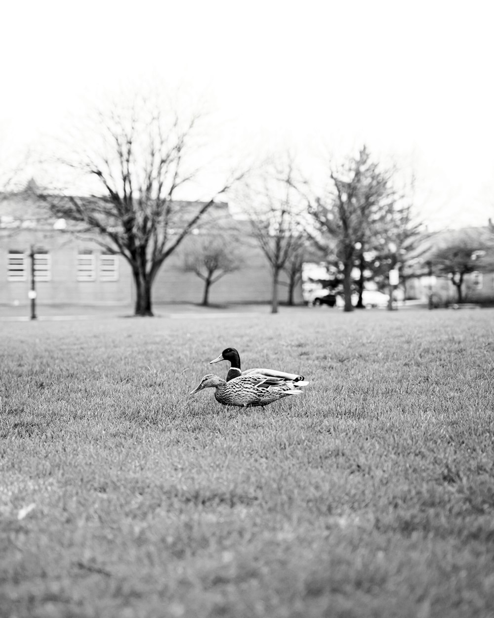 a duck in a field
