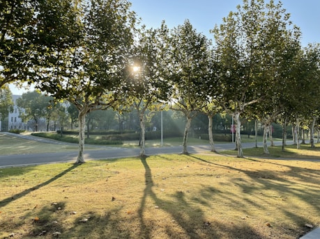 A serene morning scene with soft sunlight filtering through leafy trees, casting gentle shadows on a quiet path.