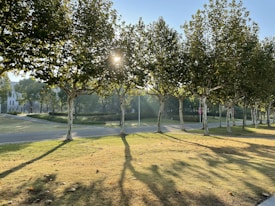 A serene park scene with a row of trees lining a paved path. Sunlight filters through the leaves, casting long shadows on the grass. The sky is clear, hinting at a peaceful morning atmosphere.