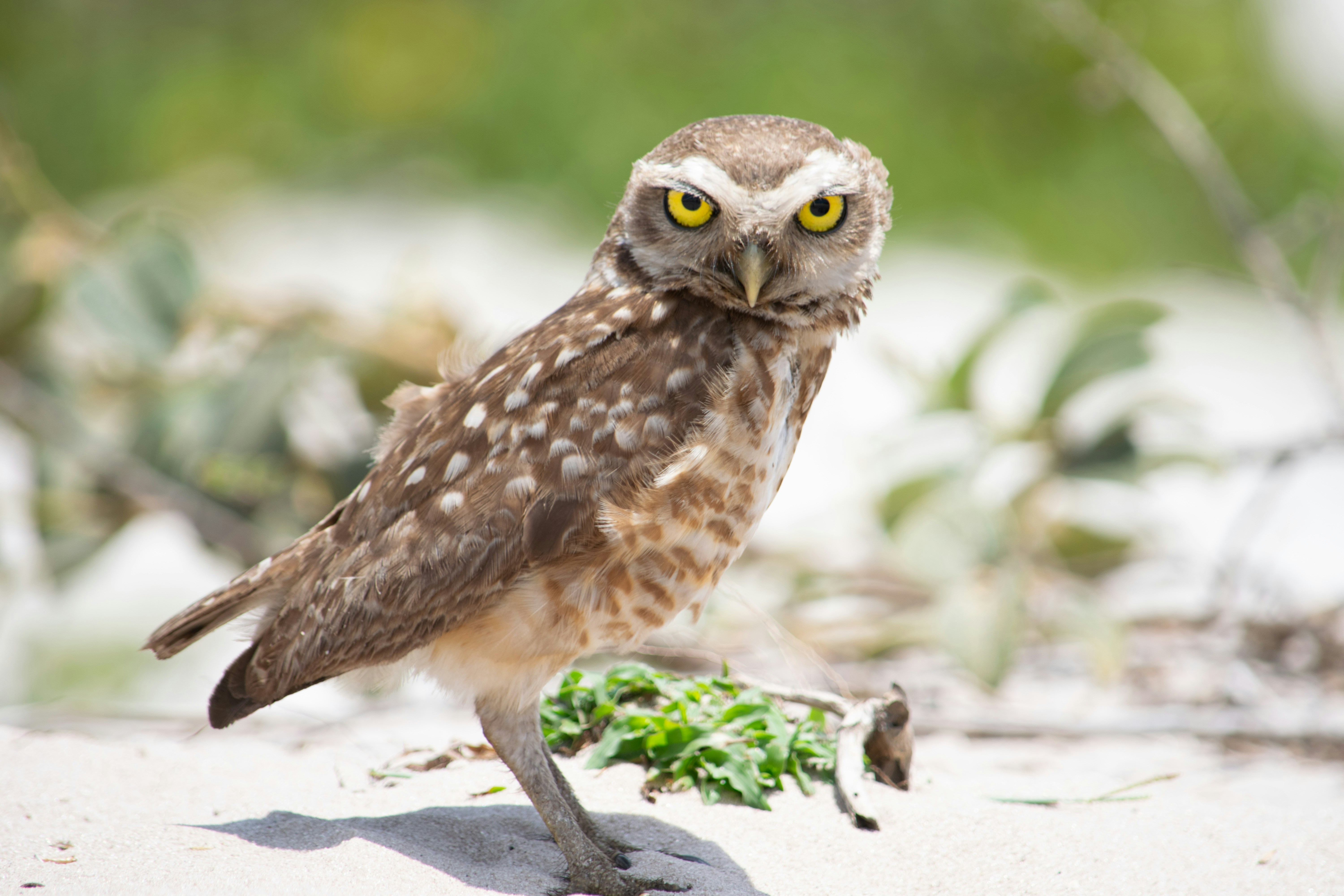 Un hibou debout sur un rocher