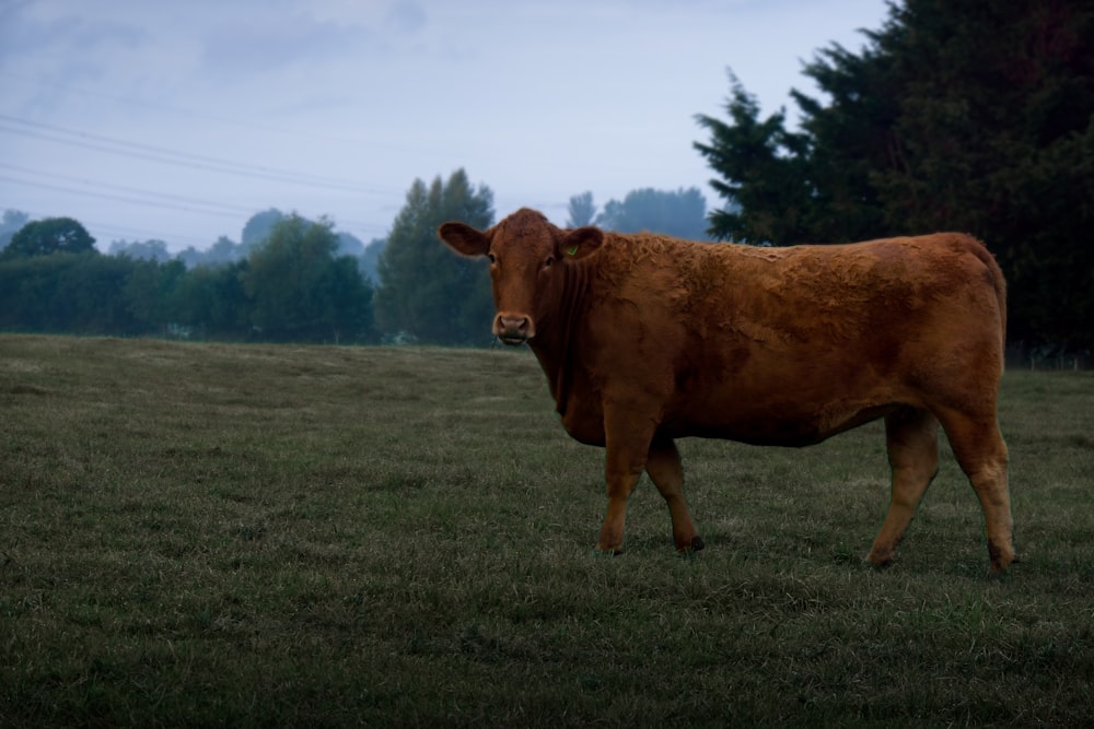 a cow standing in a field