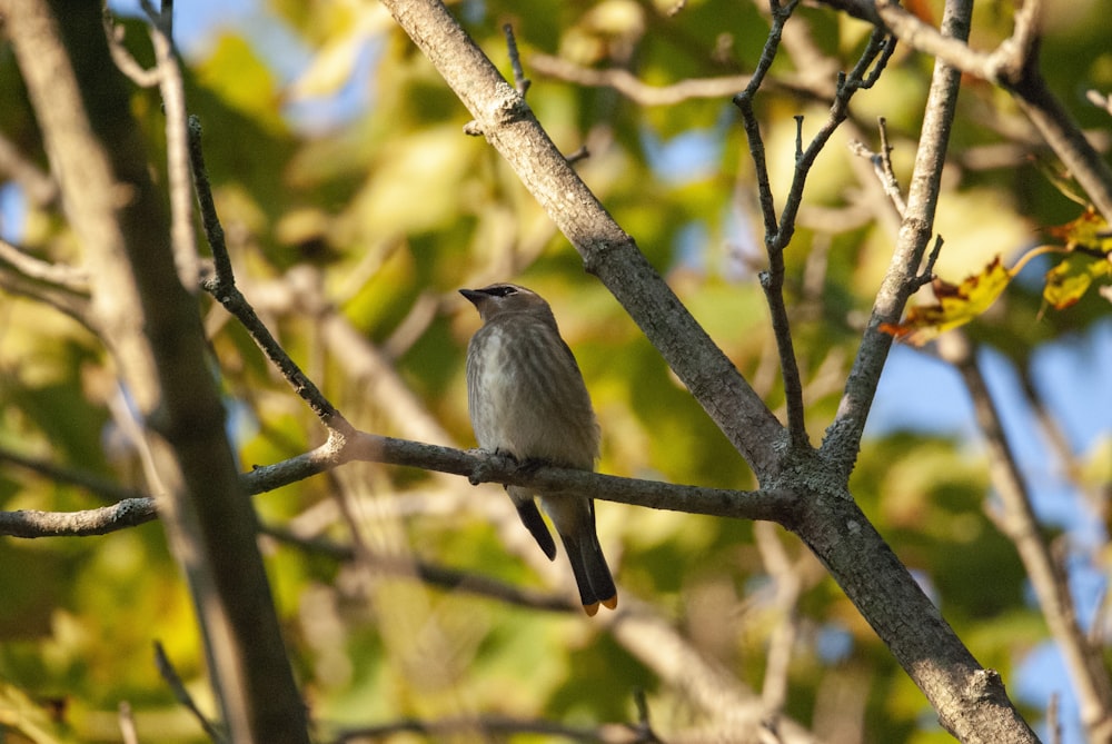 a bird perched on a tree branch