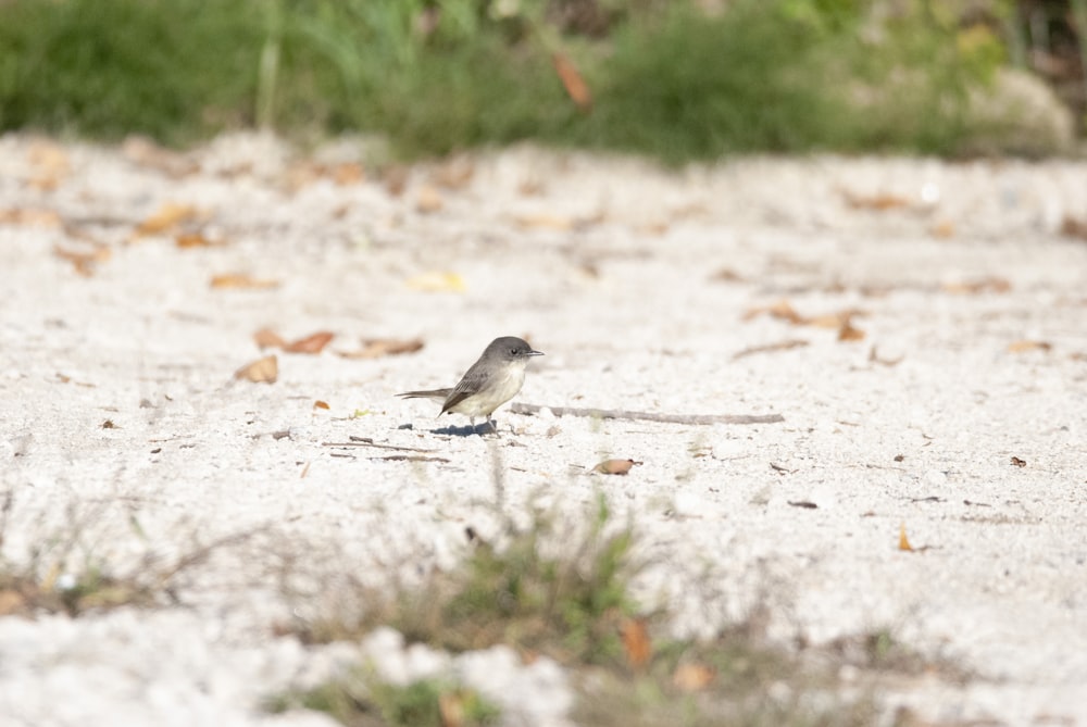 a small bird on the sand