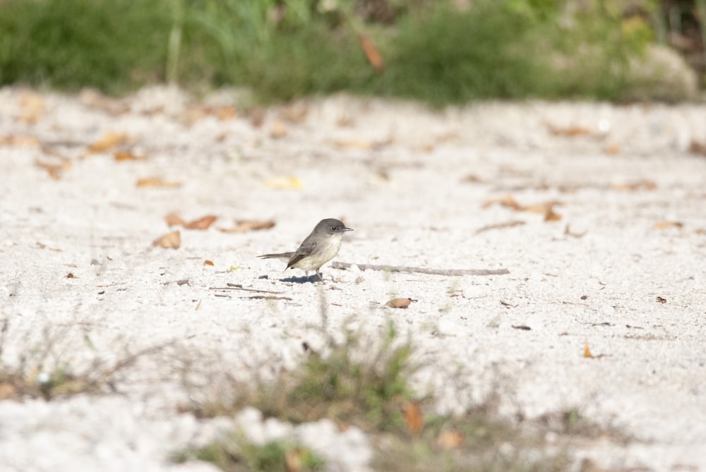 um pequeno pássaro na areia