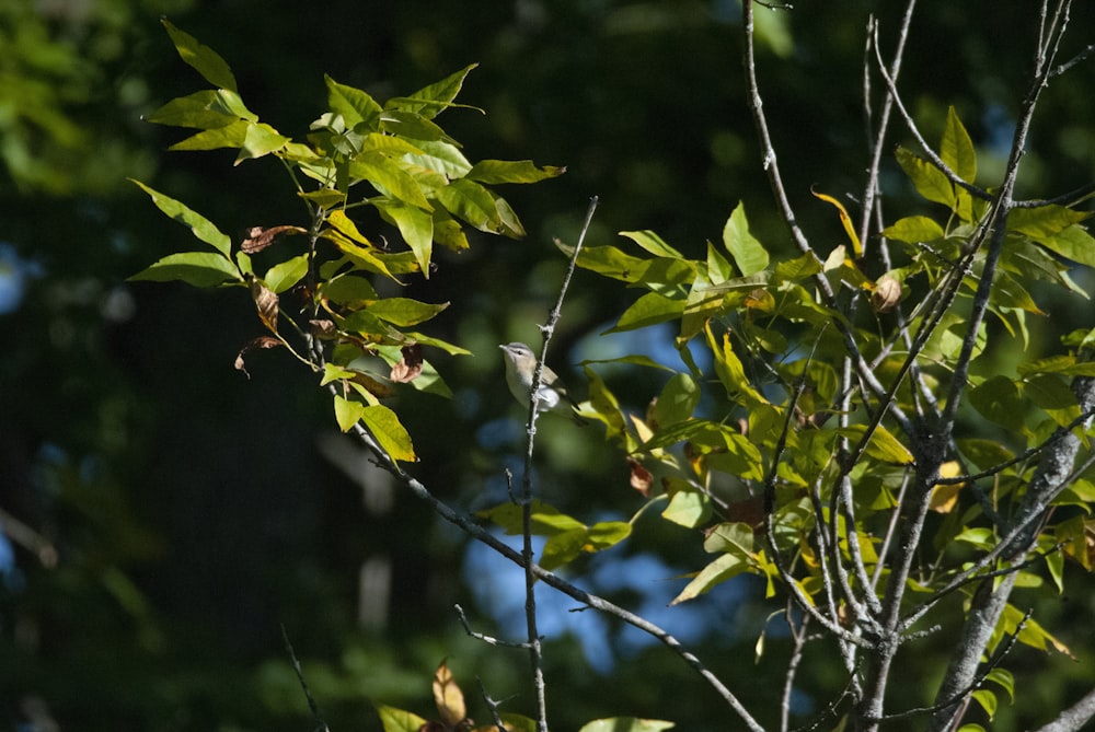 a blue spider on a tree