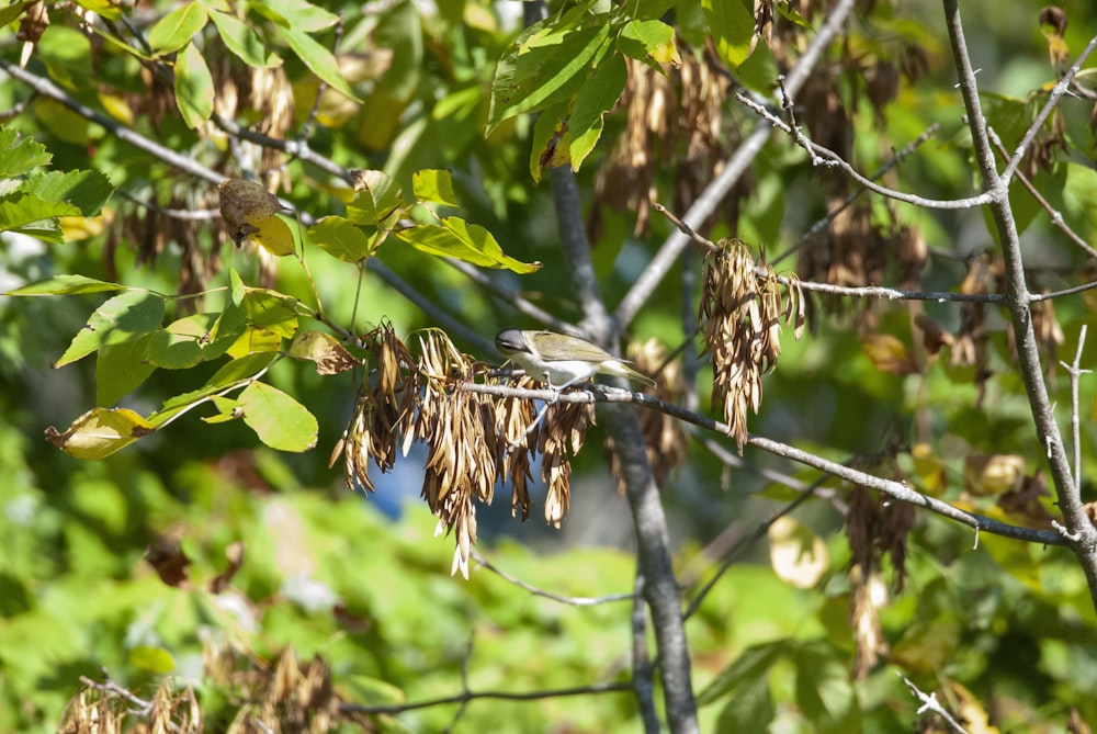 birds are eating from a feeder