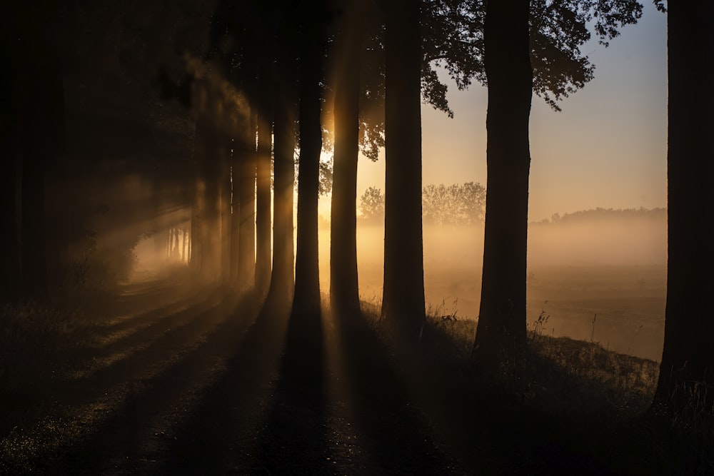 a foggy forest with trees