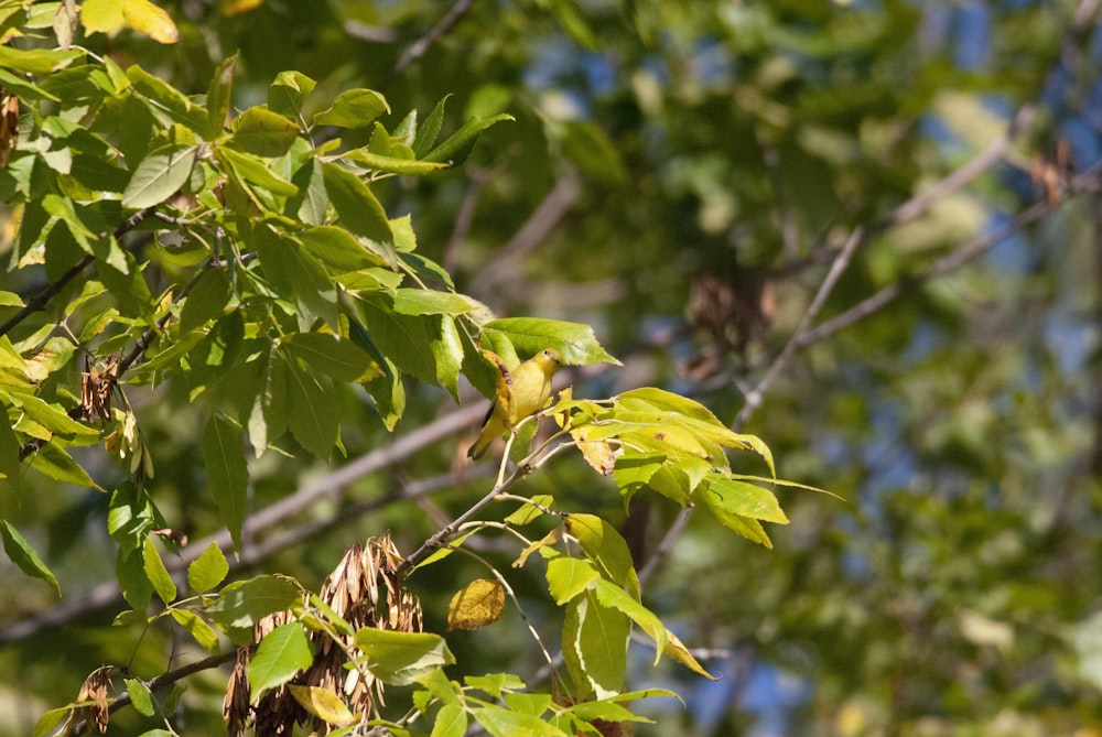 un uccello appollaiato su un ramo