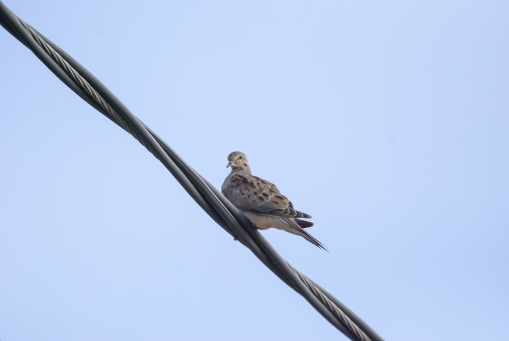 a bird sitting on a pole