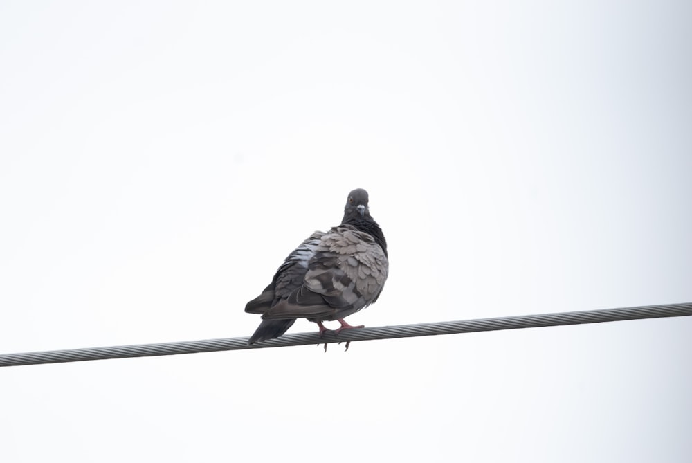 un uccello seduto su un filo