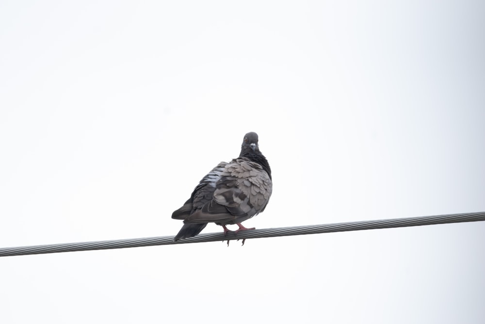 a bird sitting on a wire