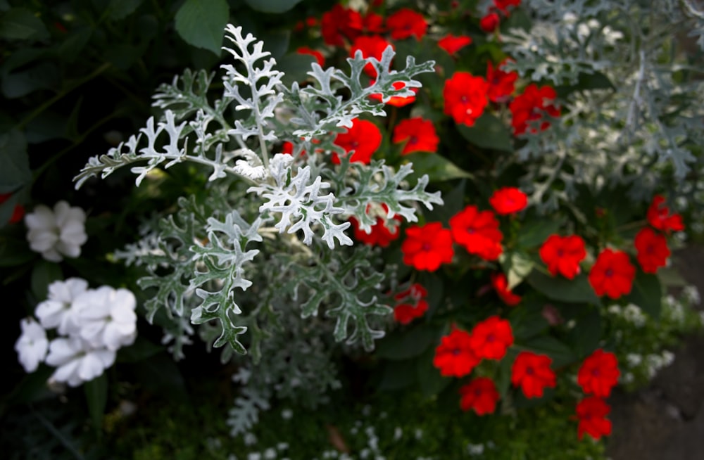 빨간색과 흰색 꽃이있는 덤불