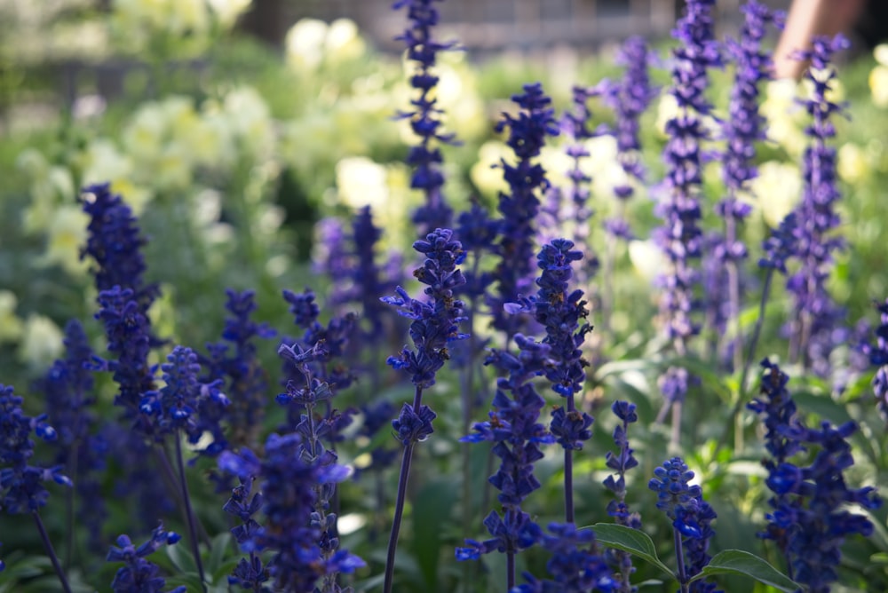 a field of blue flowers