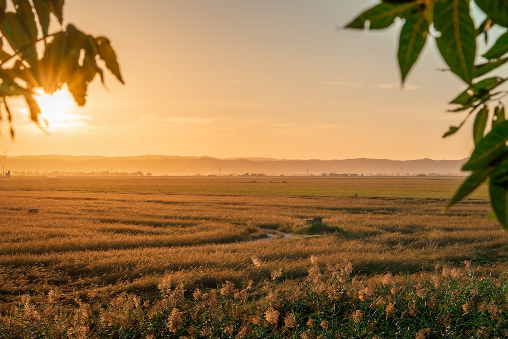 a field of grass and trees