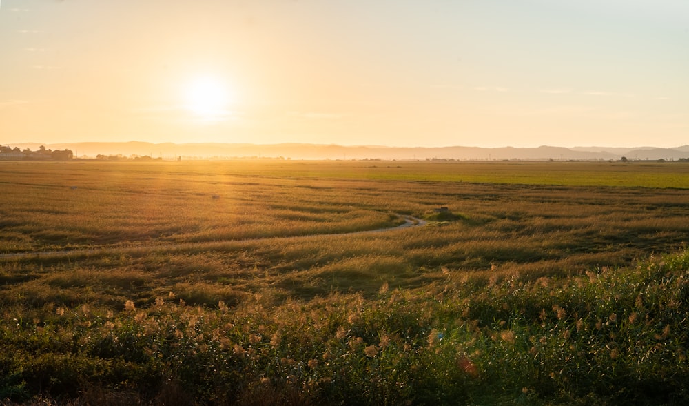 a field of grass with the sun in the background