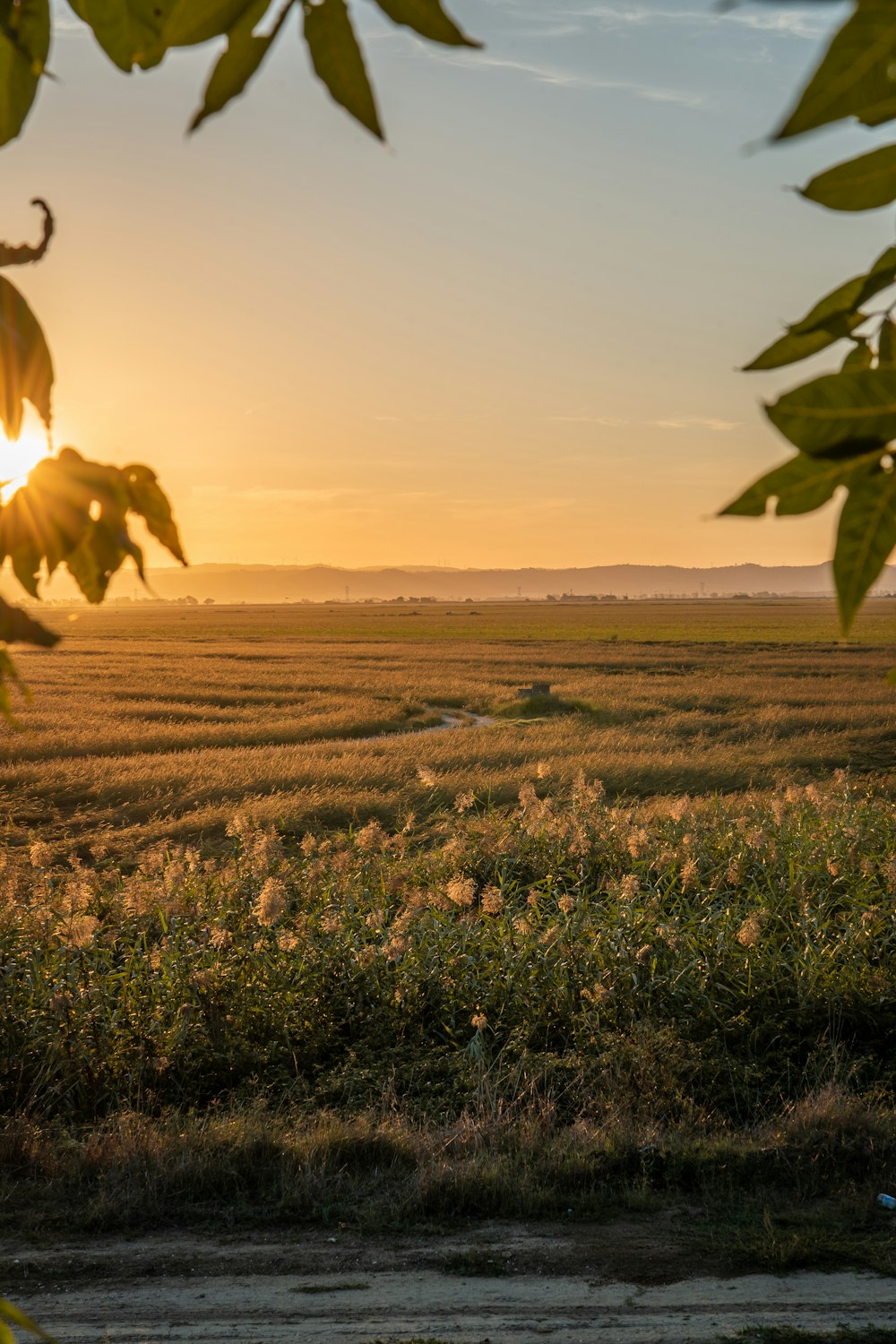 a field of brown grass